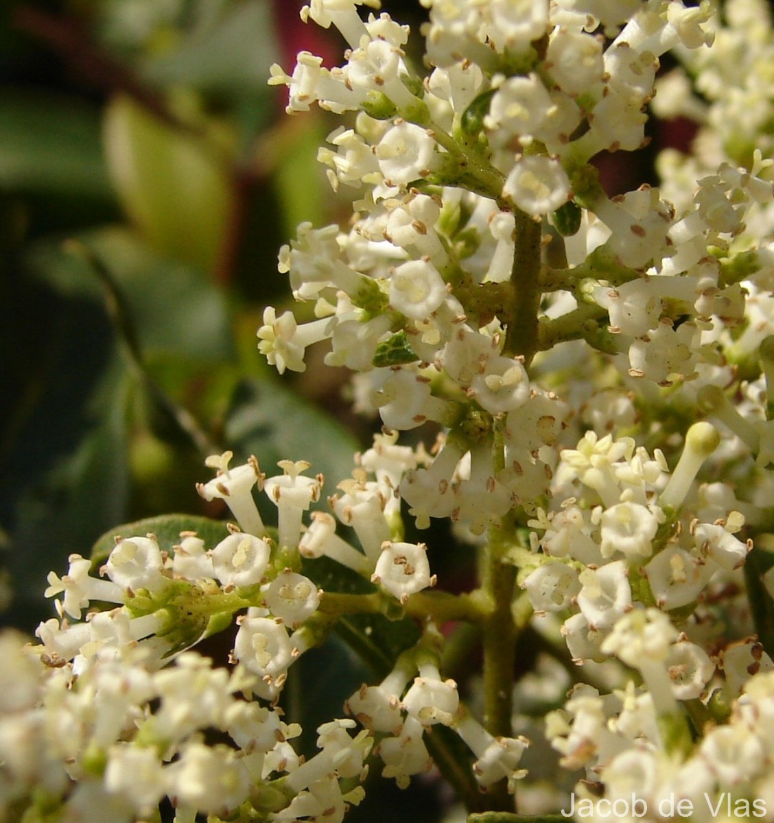 Wendlandia bicuspidata Wight & Arn.